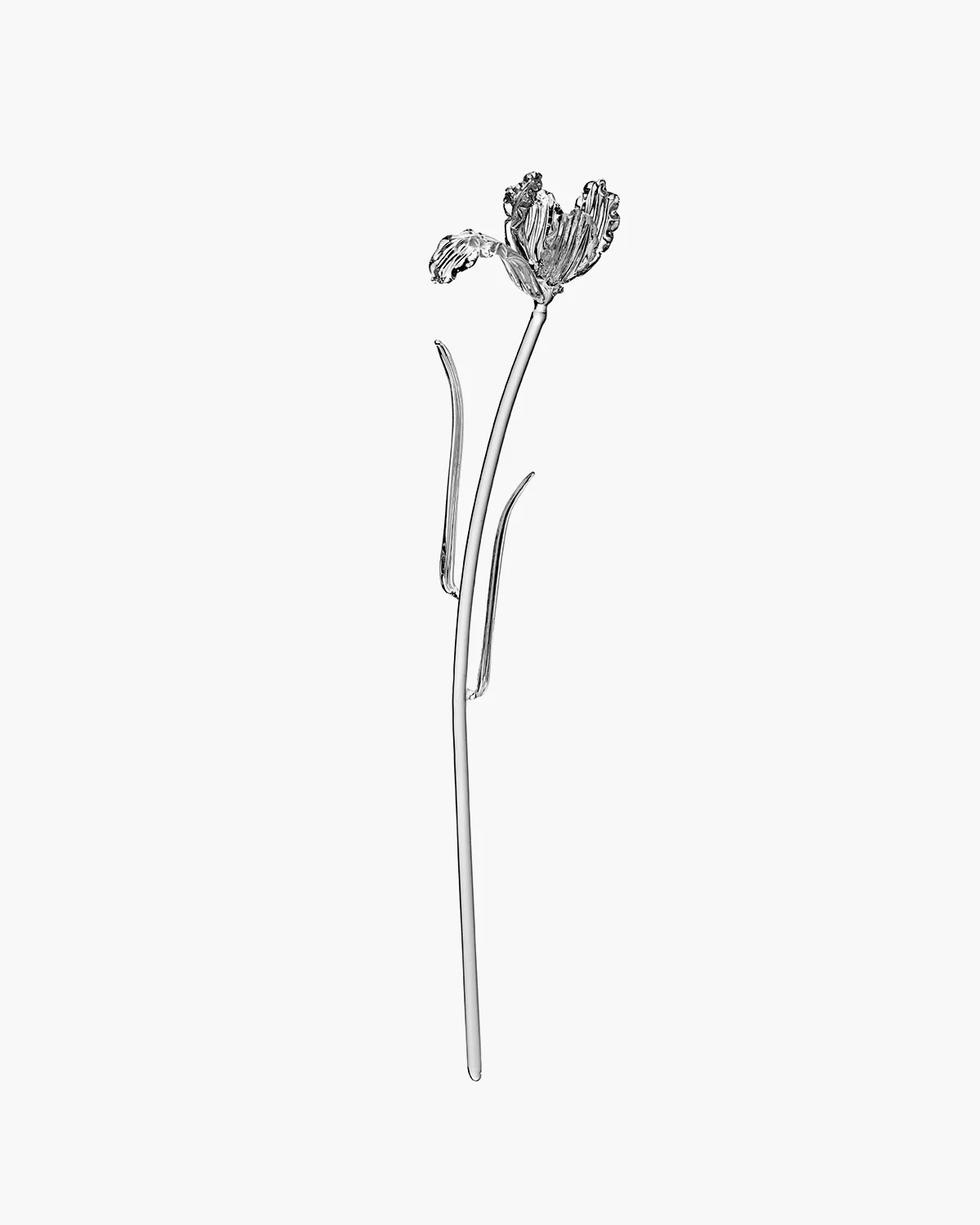 Flower Tulip transparent Josephine